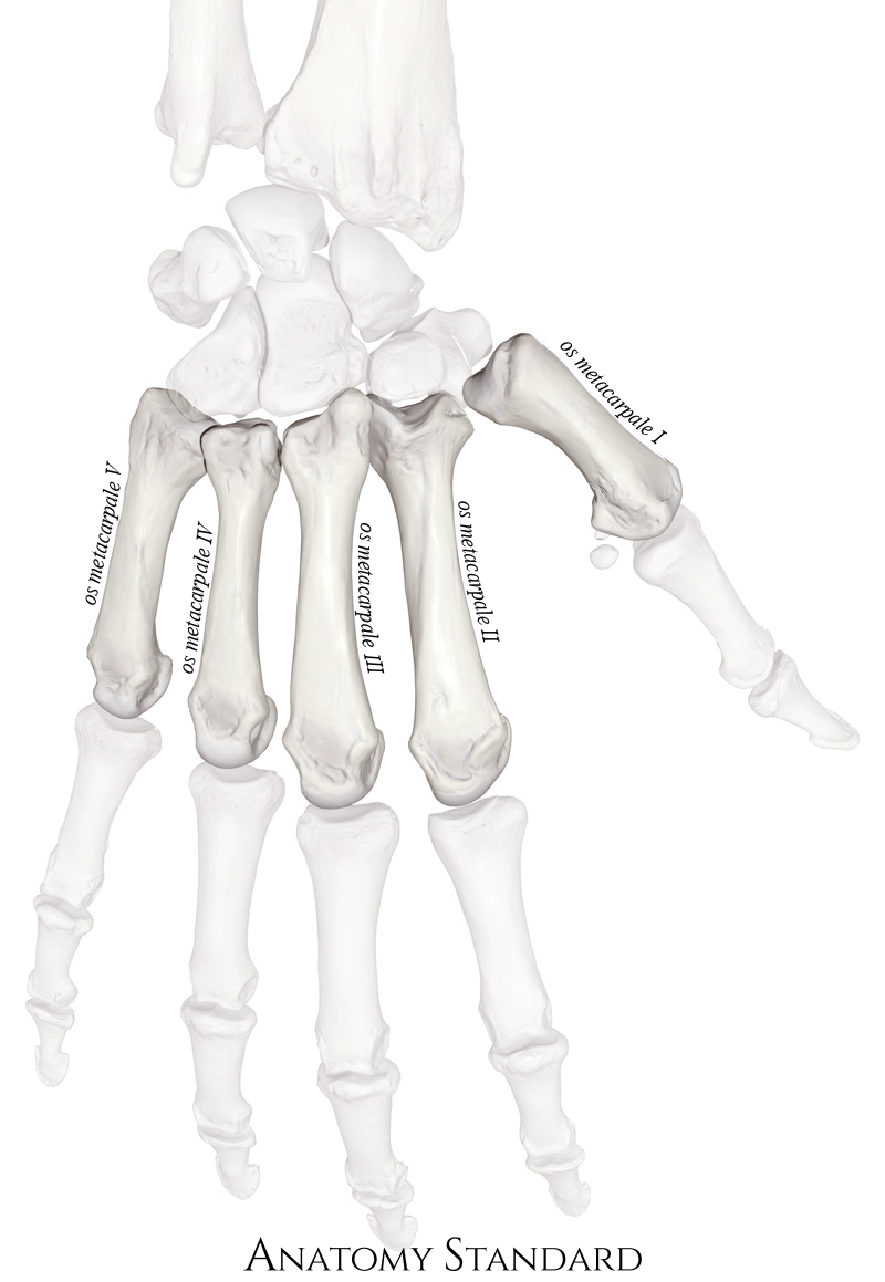 Anatomy Standard Drawing Metacarpal bones in situ dorsal view